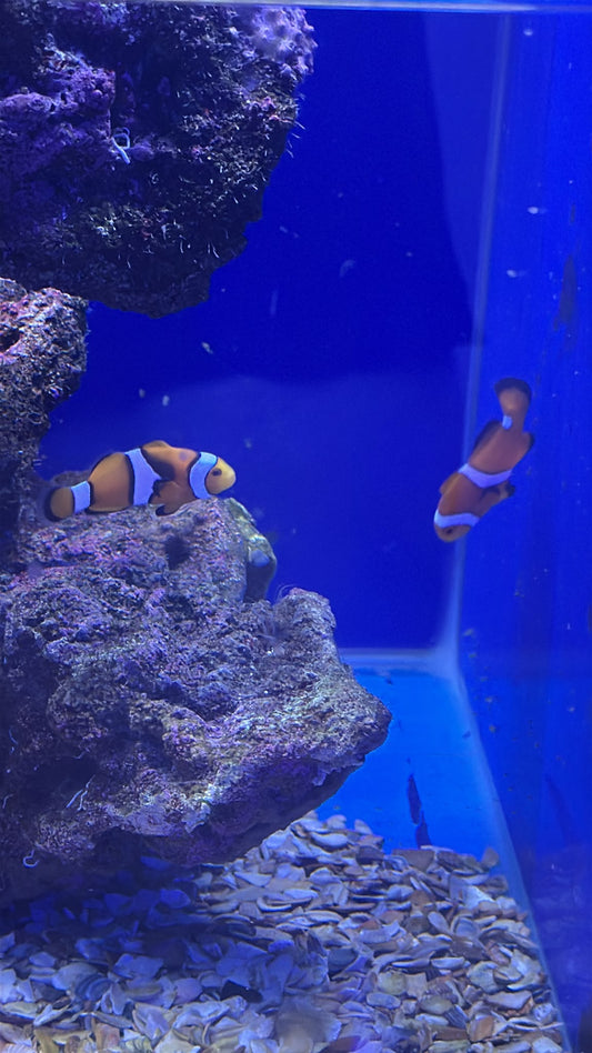 Misbar clowns