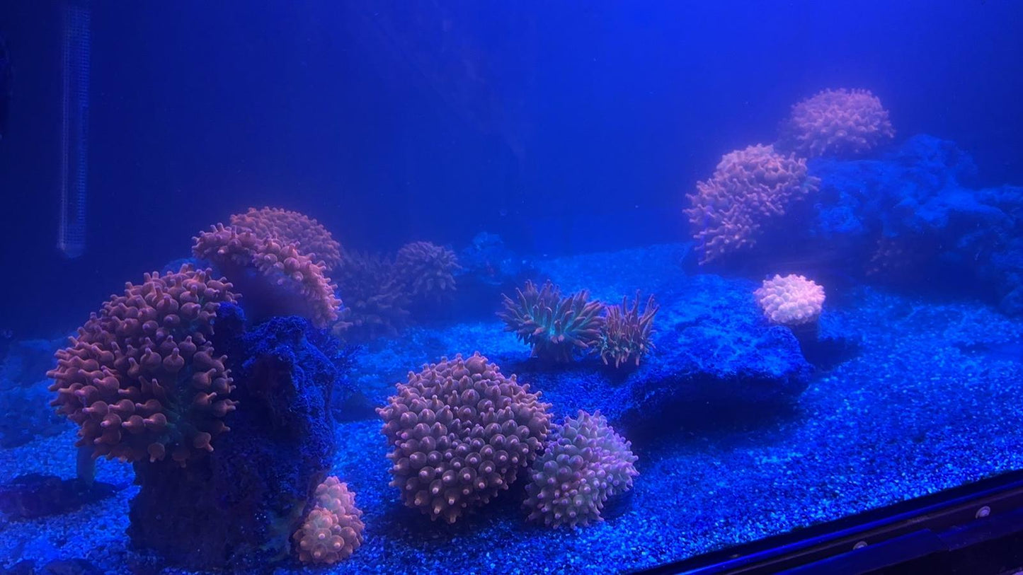 Rainbow bubble tip anemones