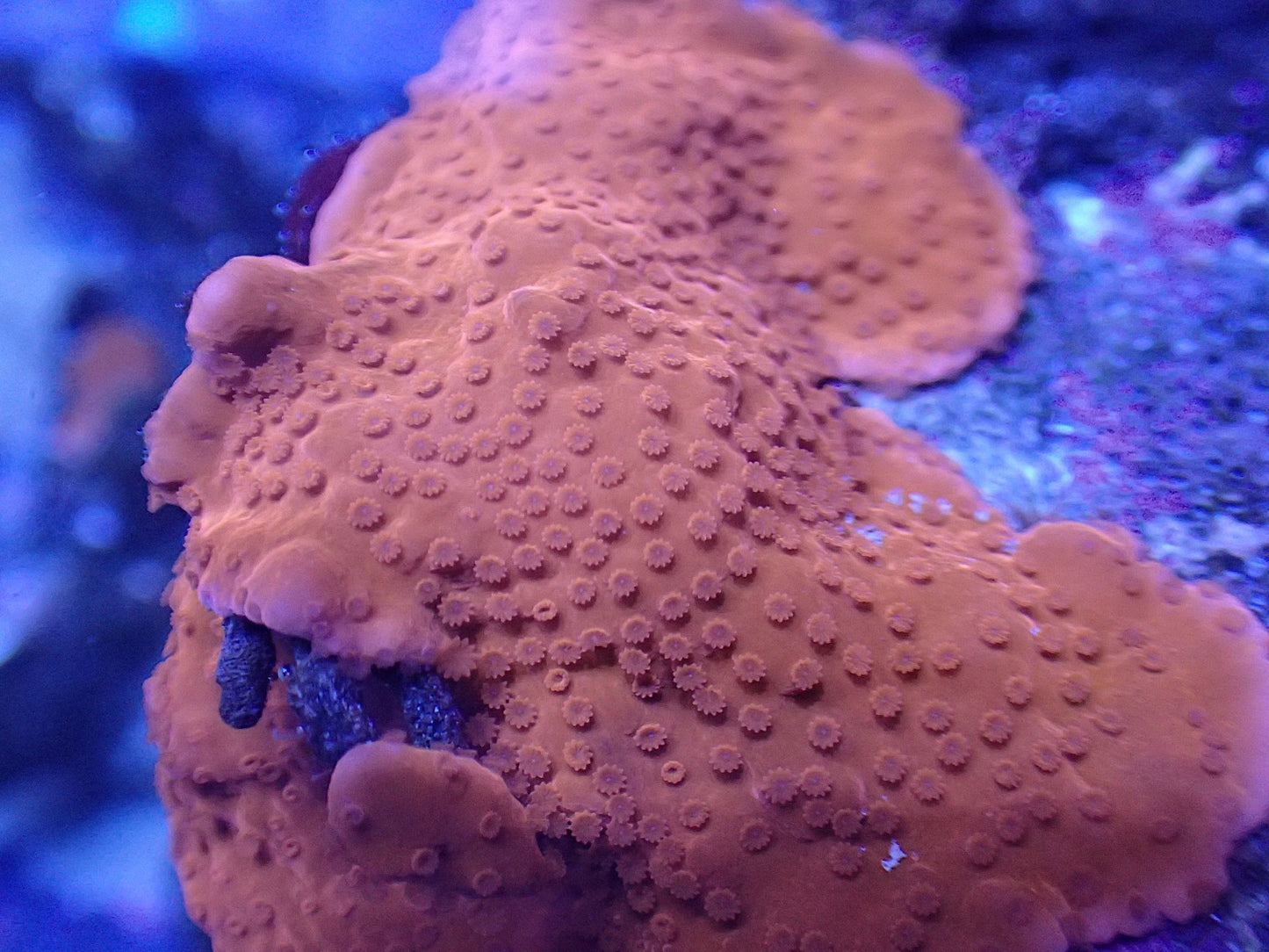 Montipora setosa