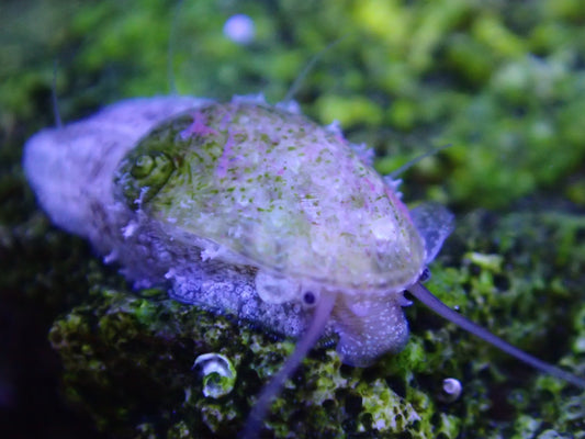 Stomatella snails