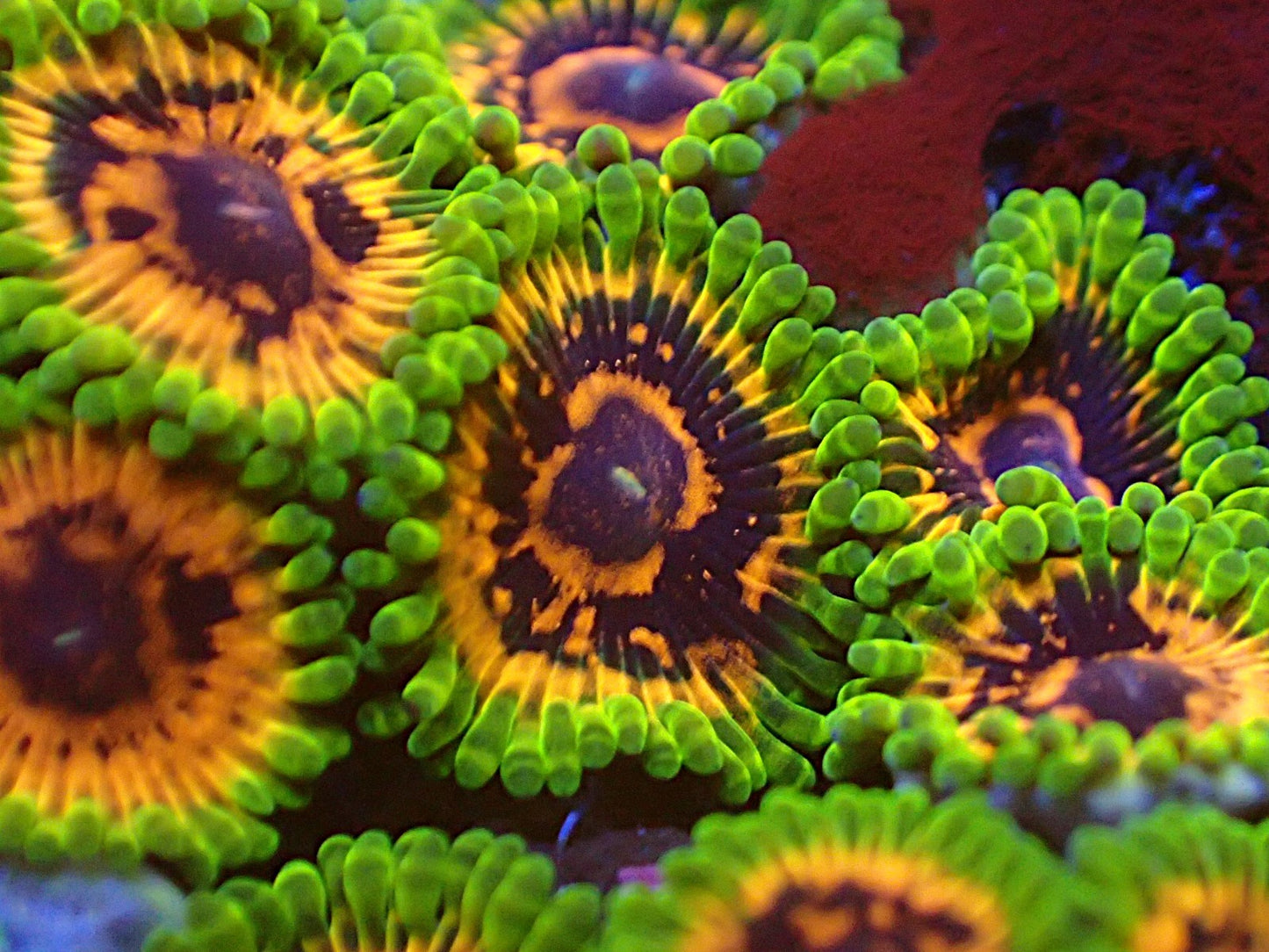 High end hallucination zoa