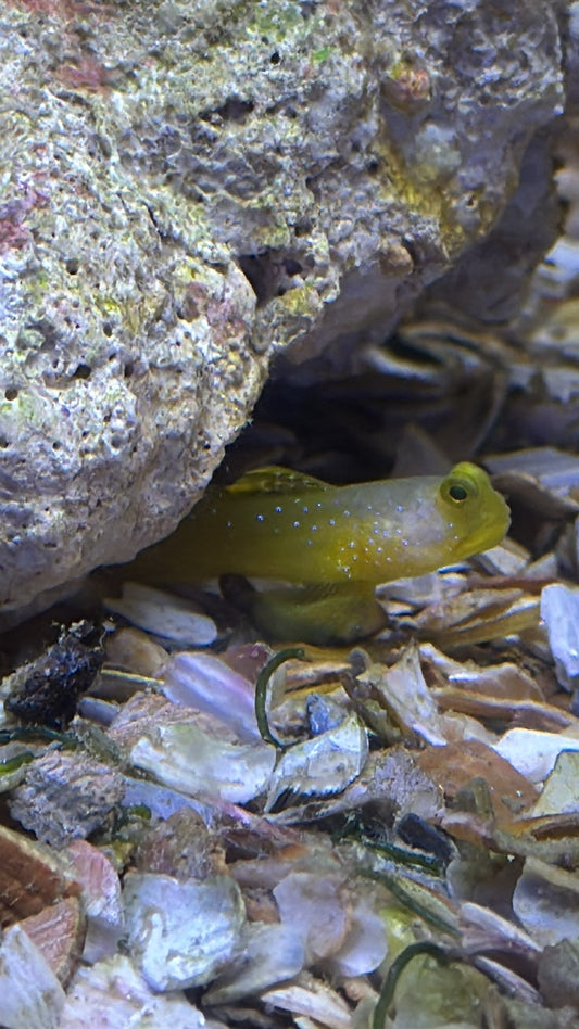 Sulphur Goby