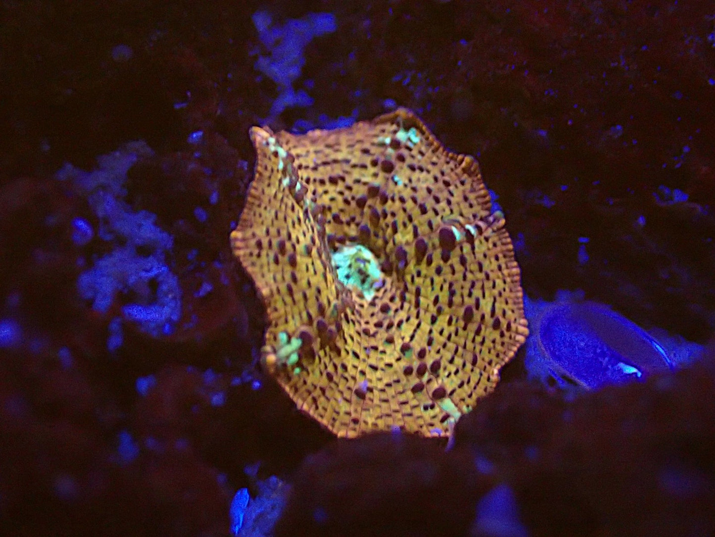 Golden Leopard discosoma