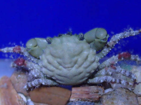 Emerald crab