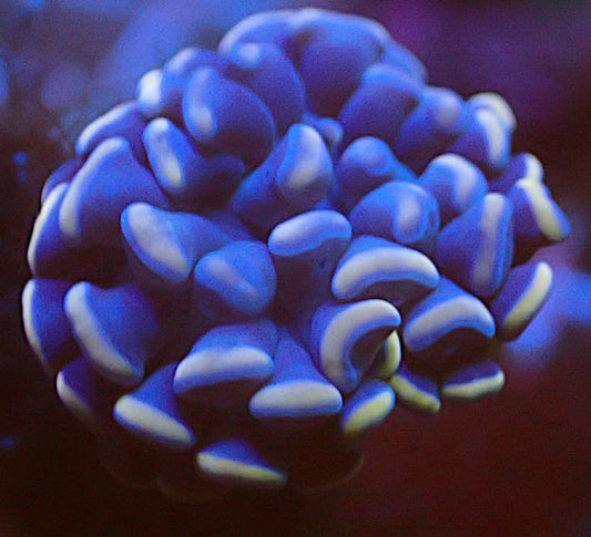 Blue purple hammer