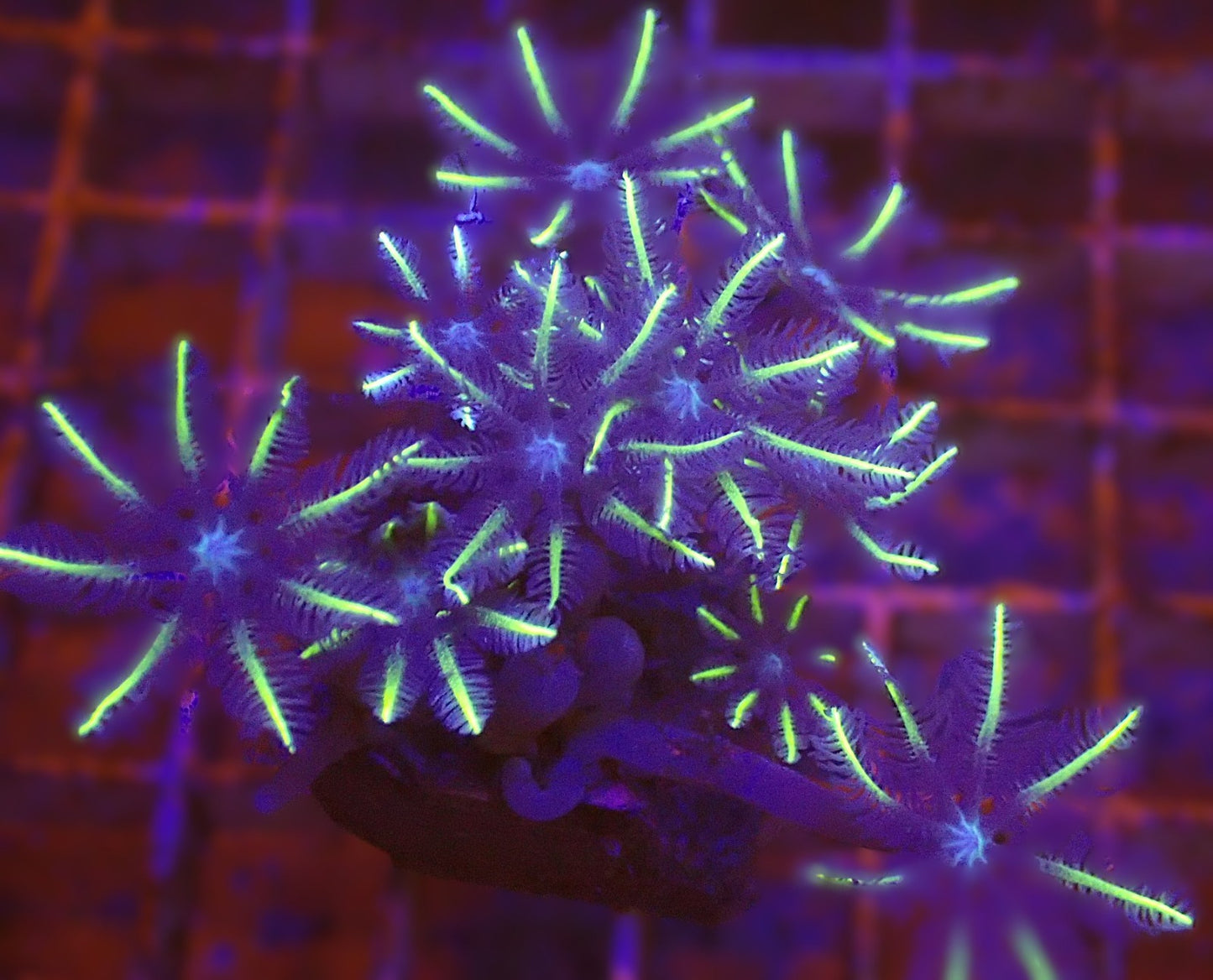 Firework cloves