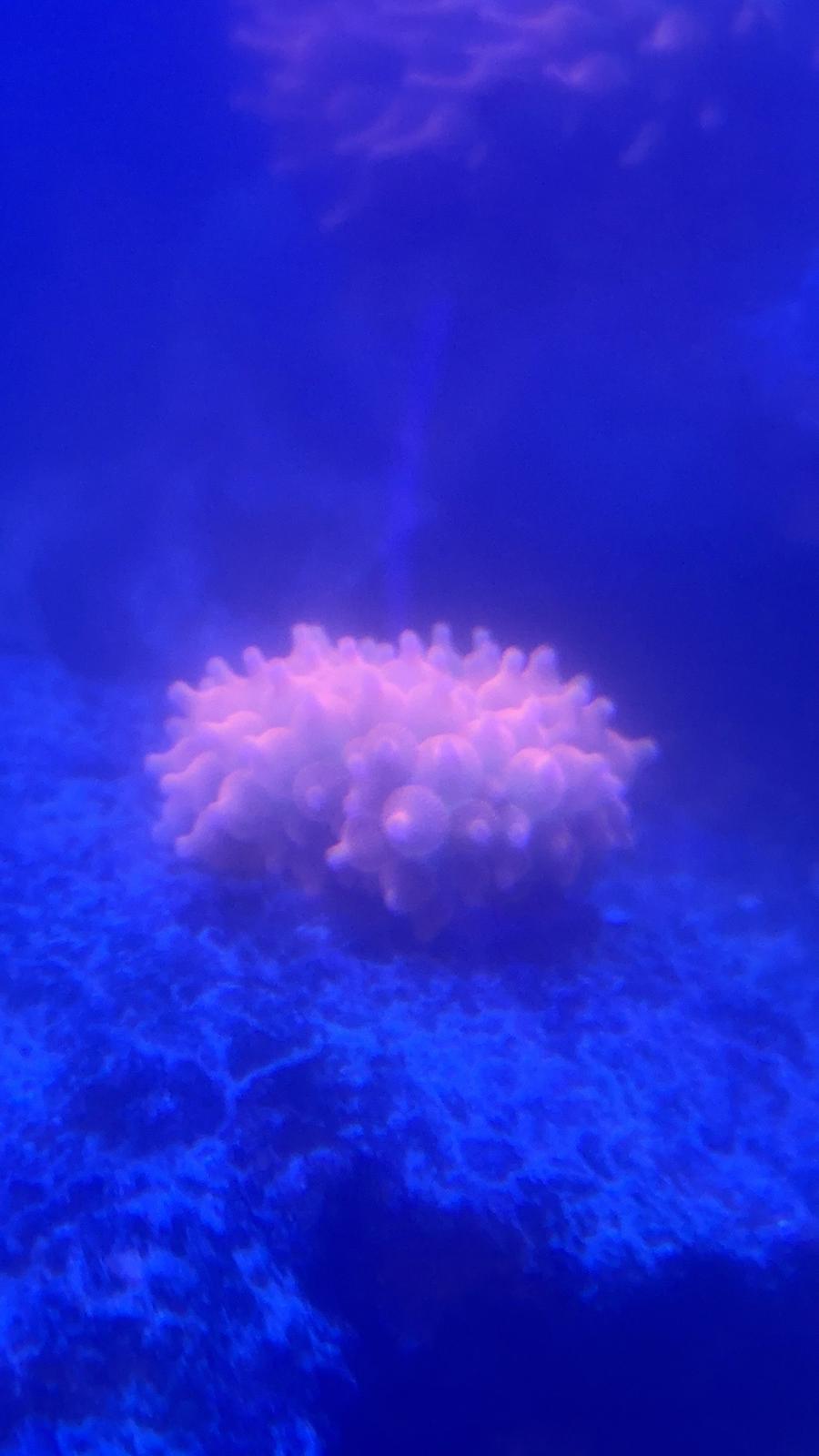Rainbow bubble tip anemones