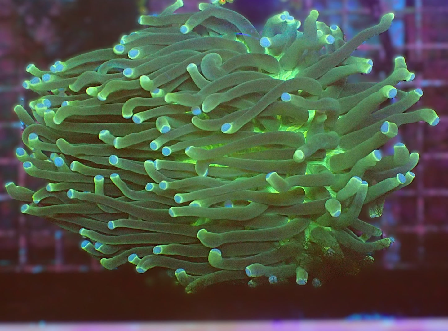 Fungia Plate