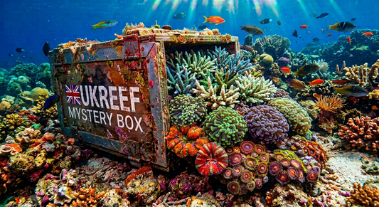 Mixed reef mystery box