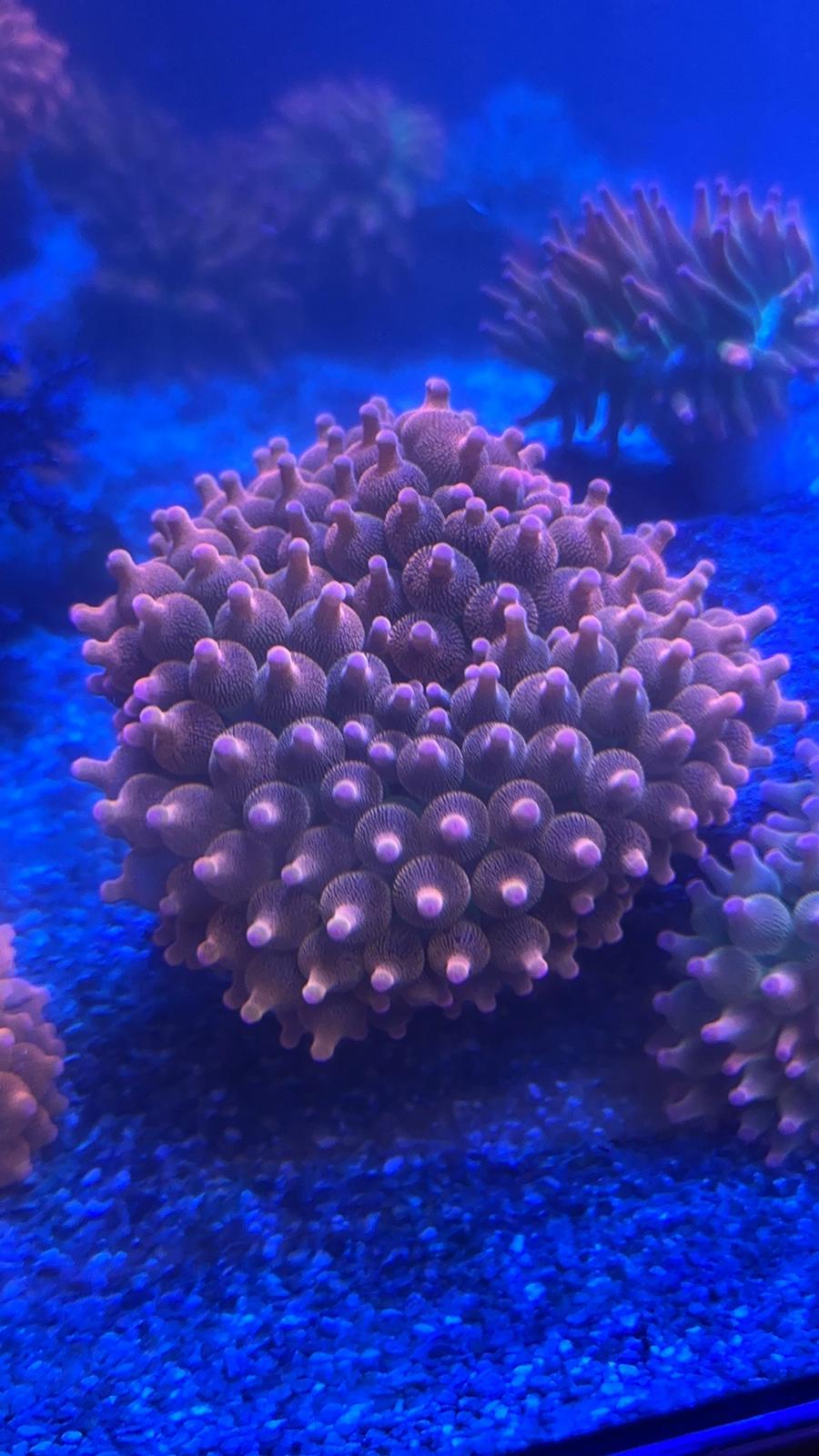 Rainbow bubble tip anemone large