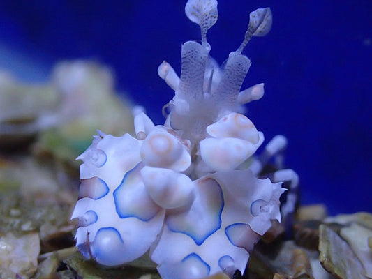 Harlequin Shrimp