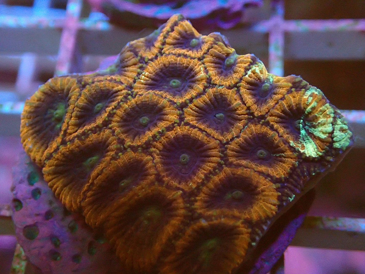 Ultra spatter war coral