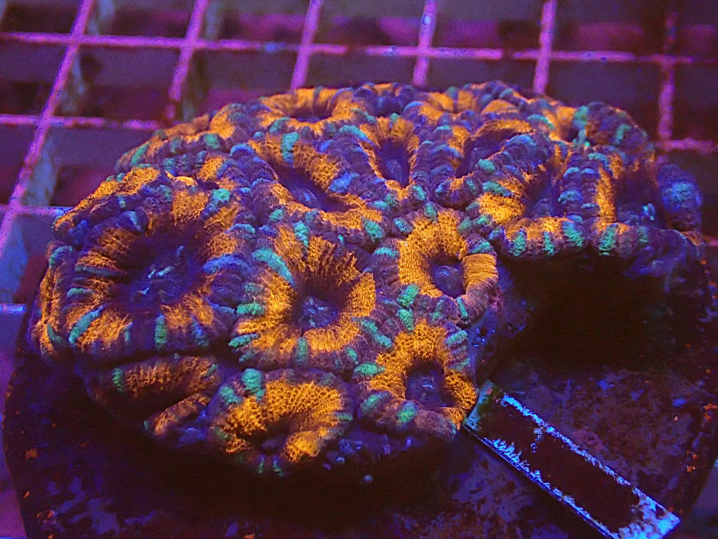 Acan lord