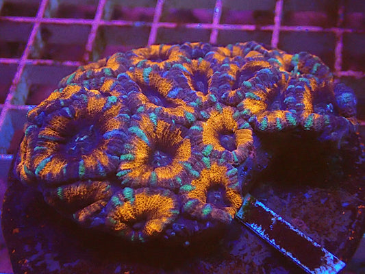 Acan lord