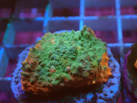 Green/Orange chalice