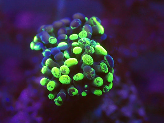 Toxic spatter