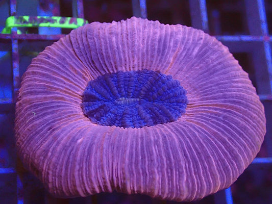 Pink trachyphillia