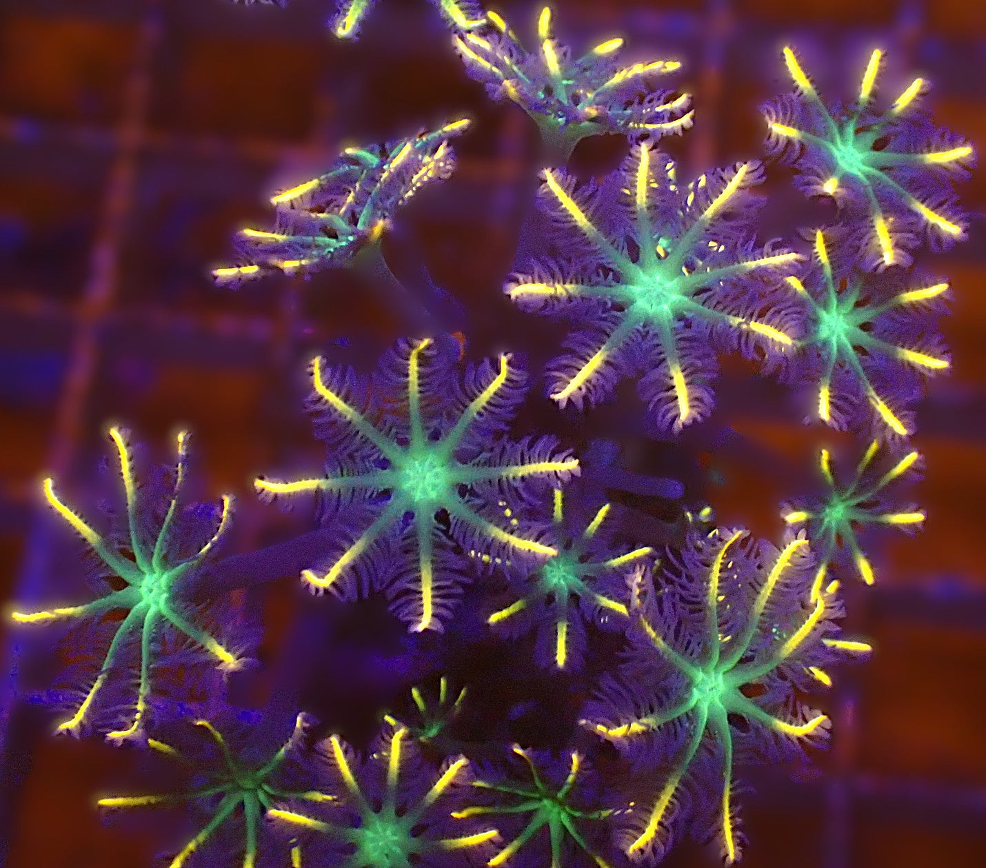 Firework Cloves