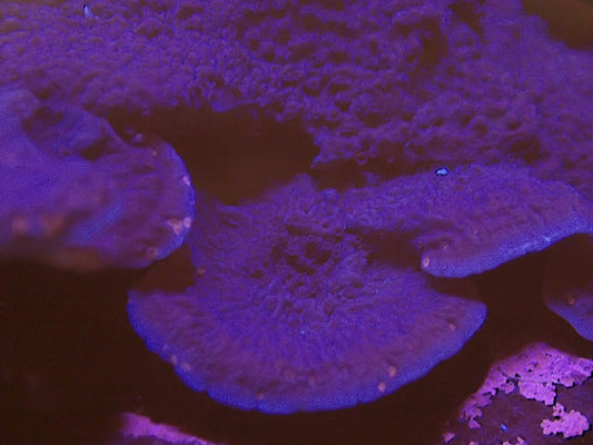Cadbury Montipora