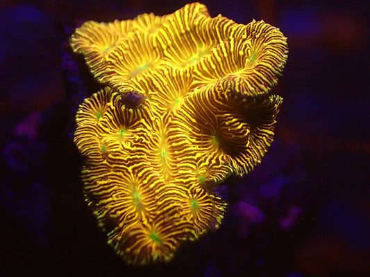 Jack o lantern