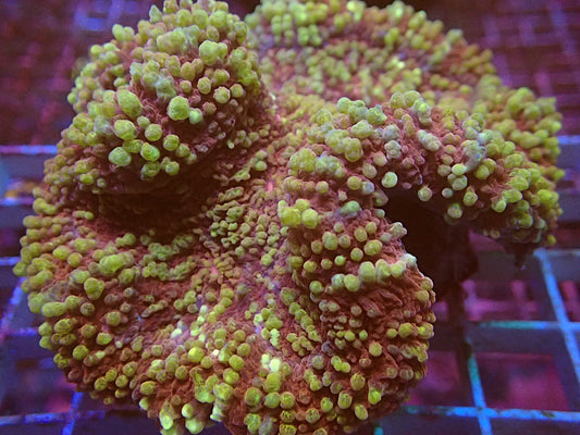 Gold speck lobophyllia