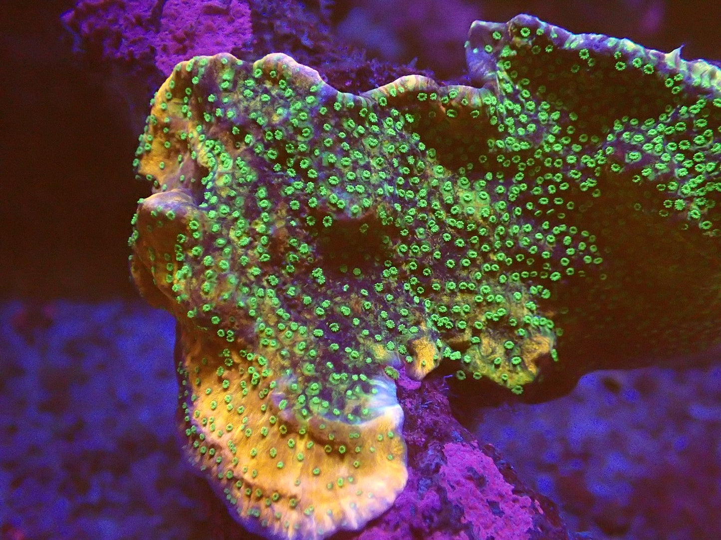 Sunset Montipora