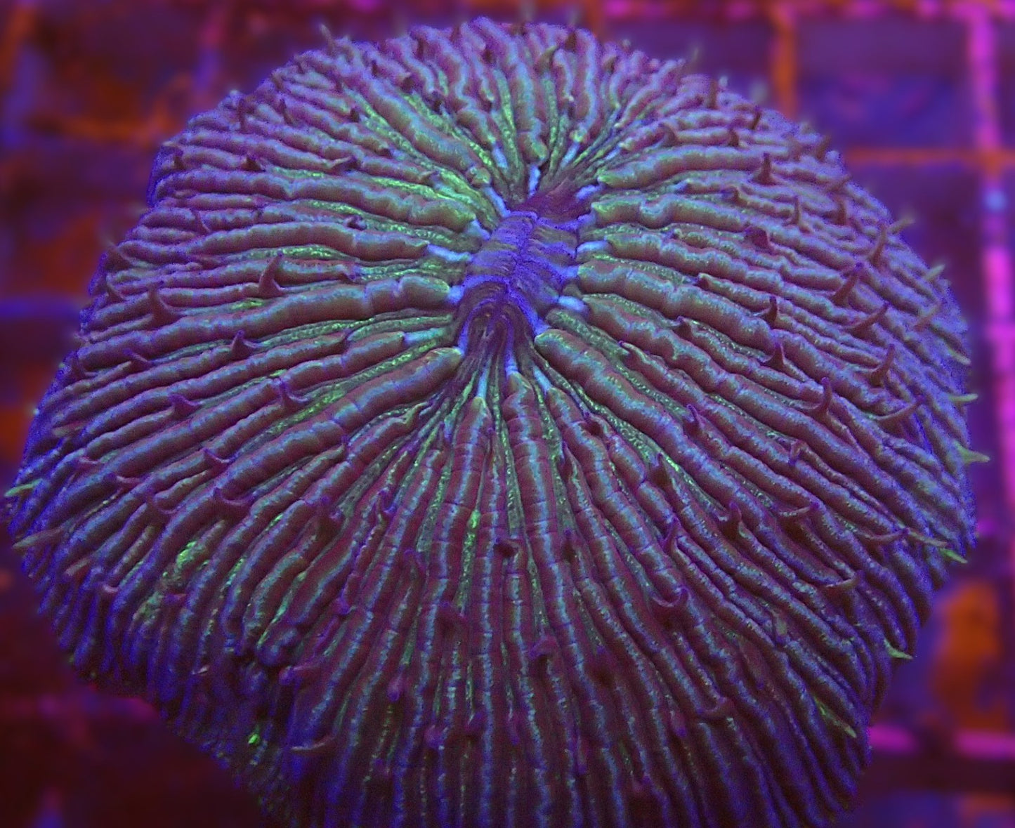 Purple/green fungia