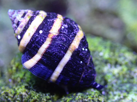 Bumblebee Snails