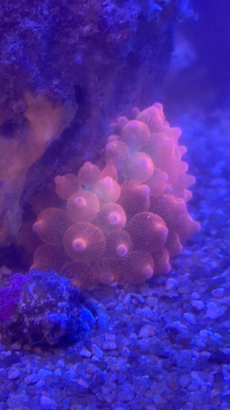 Rainbow bubble tip anemone medium