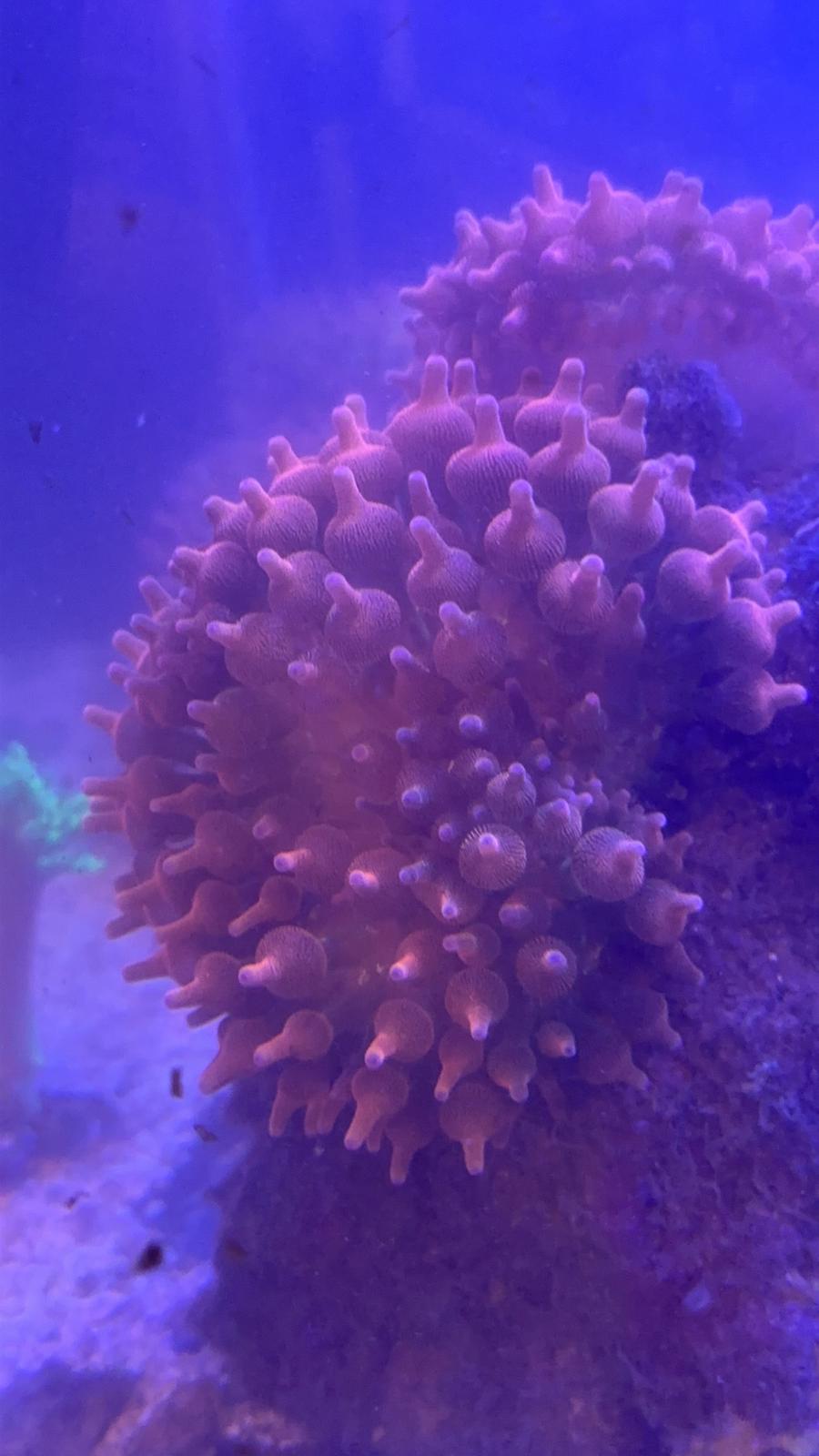 Rainbow bubble tip anemones
