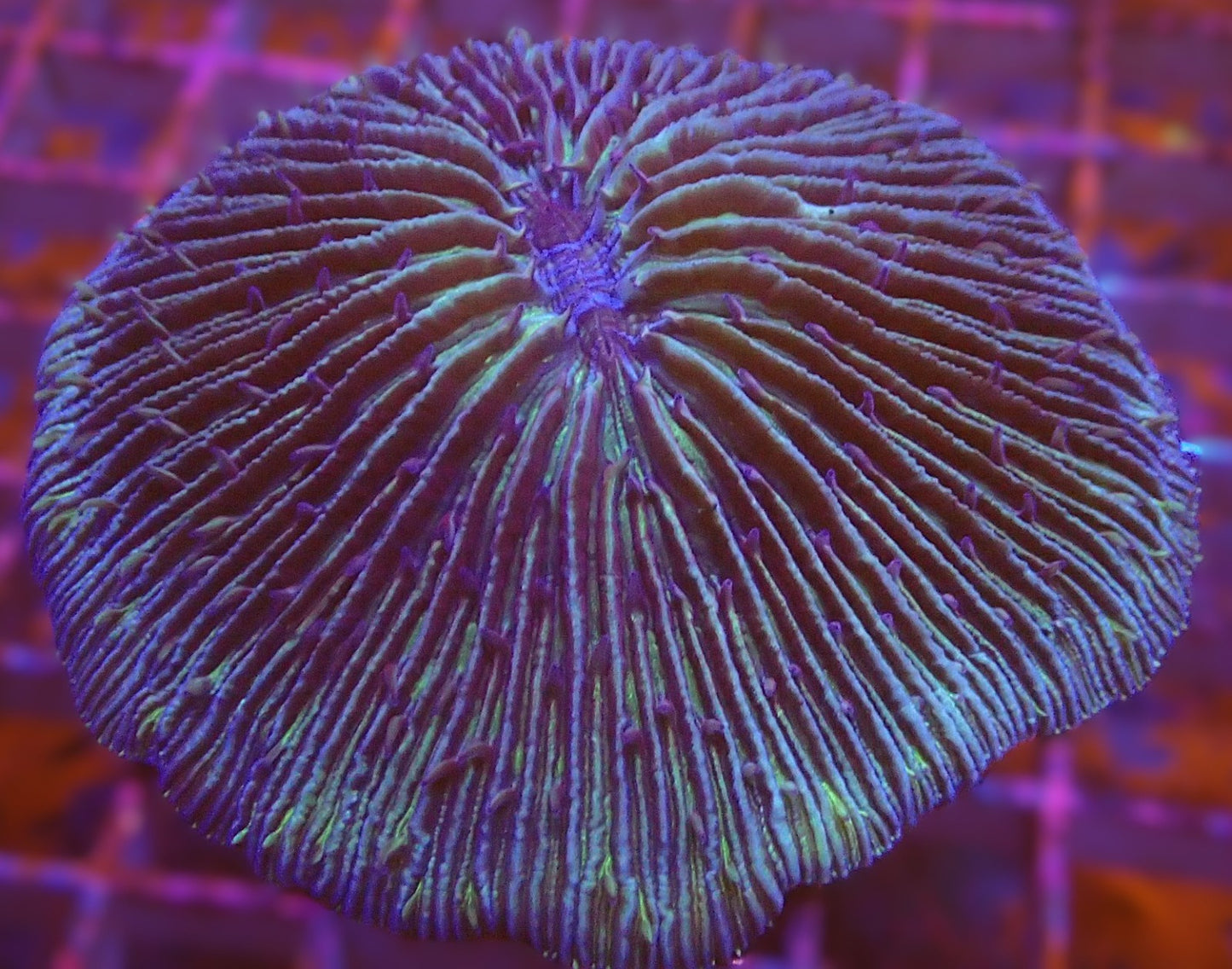 Purple/green fungia