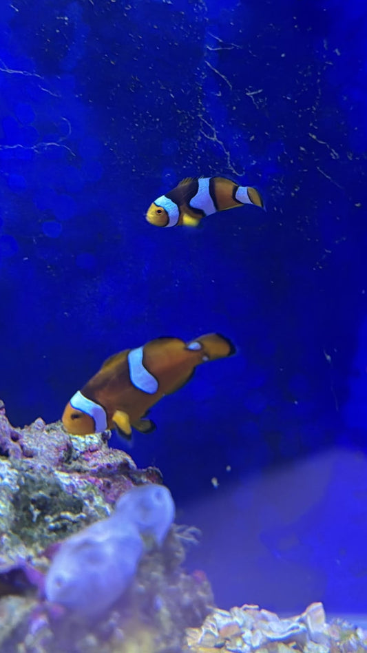 Misbar clowns