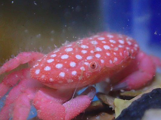 Strawberry crab