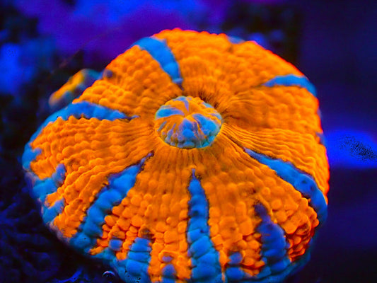 Blue rainbow scoly