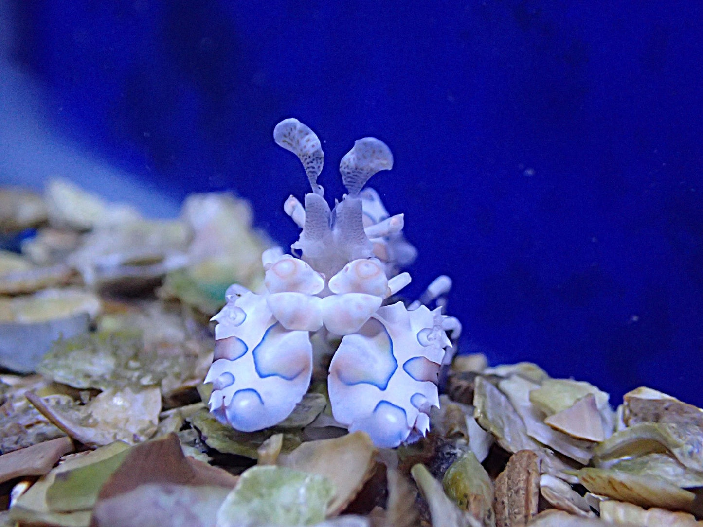Harlequin Shrimp