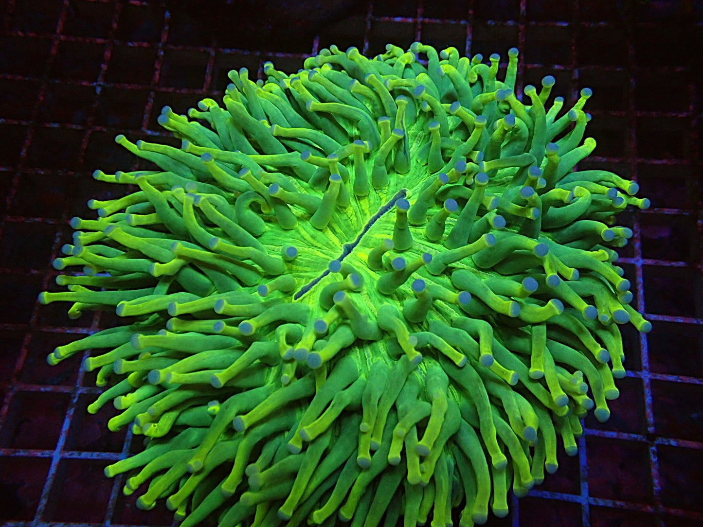Ultra fungia plate