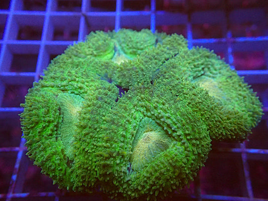 Ultra green lobophyllia