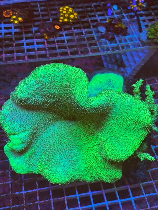 Large Green toastool