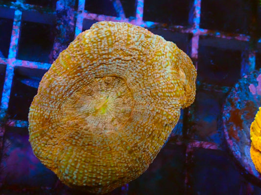 Gold rush acan
