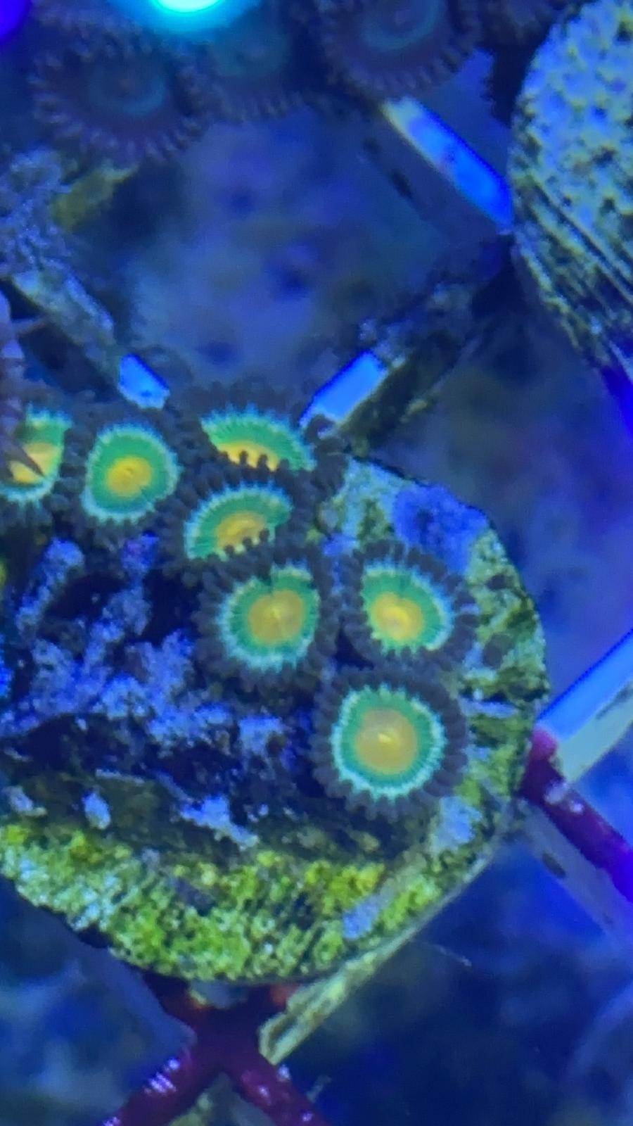 Green Bay Packer Zoanthid