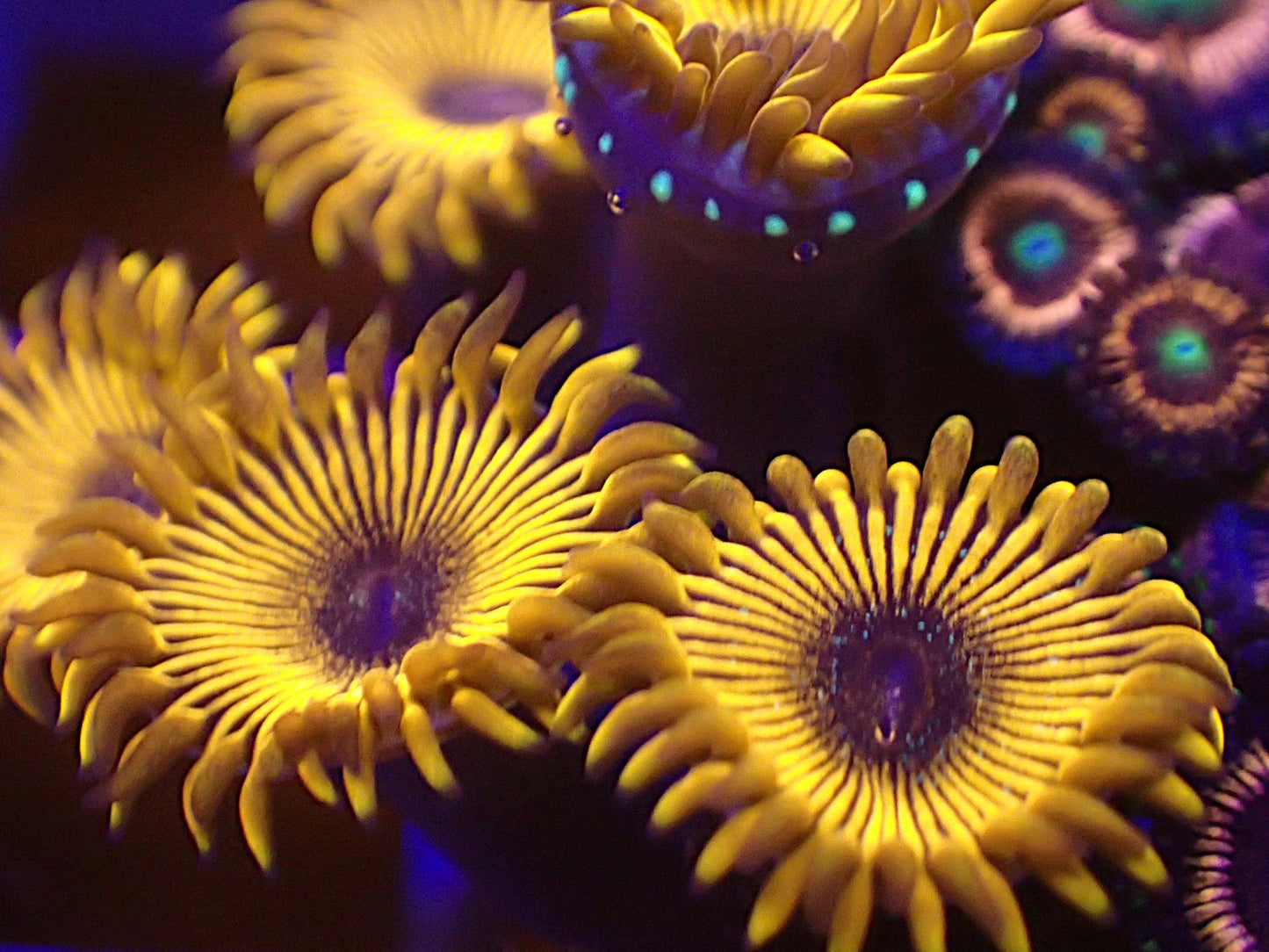 Gold magicians