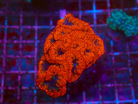 Blood Red  Blastomussa