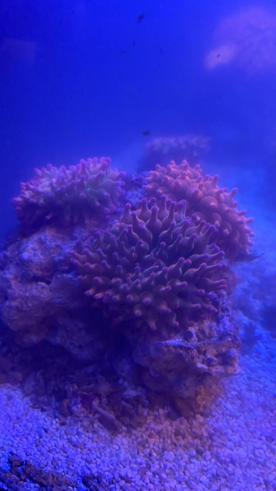 Rainbow bubble tip anemones