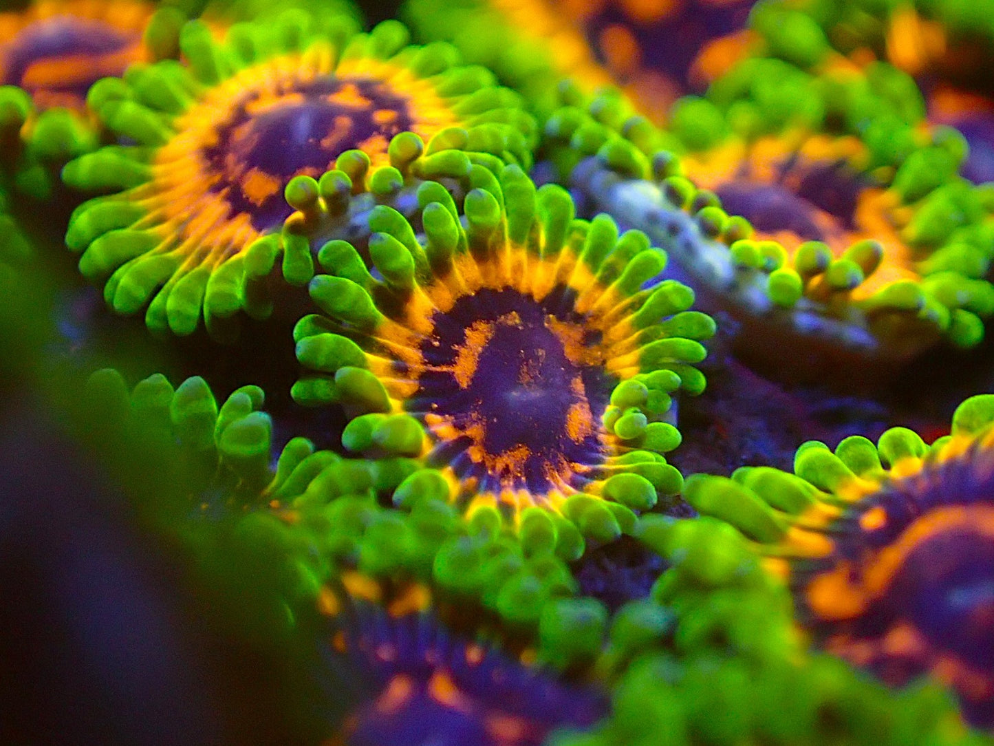 High end hallucination zoa