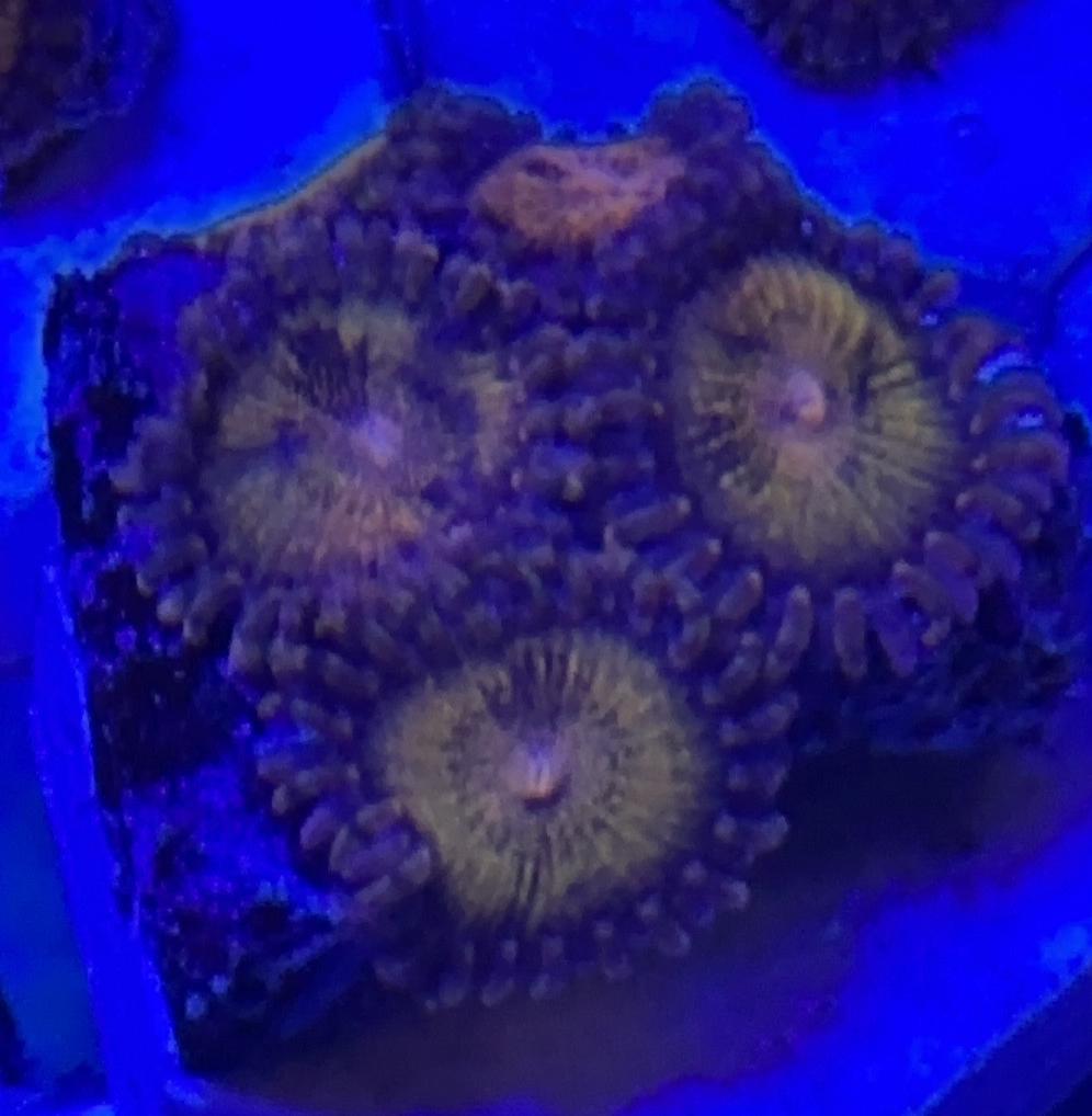 Pandora zoa