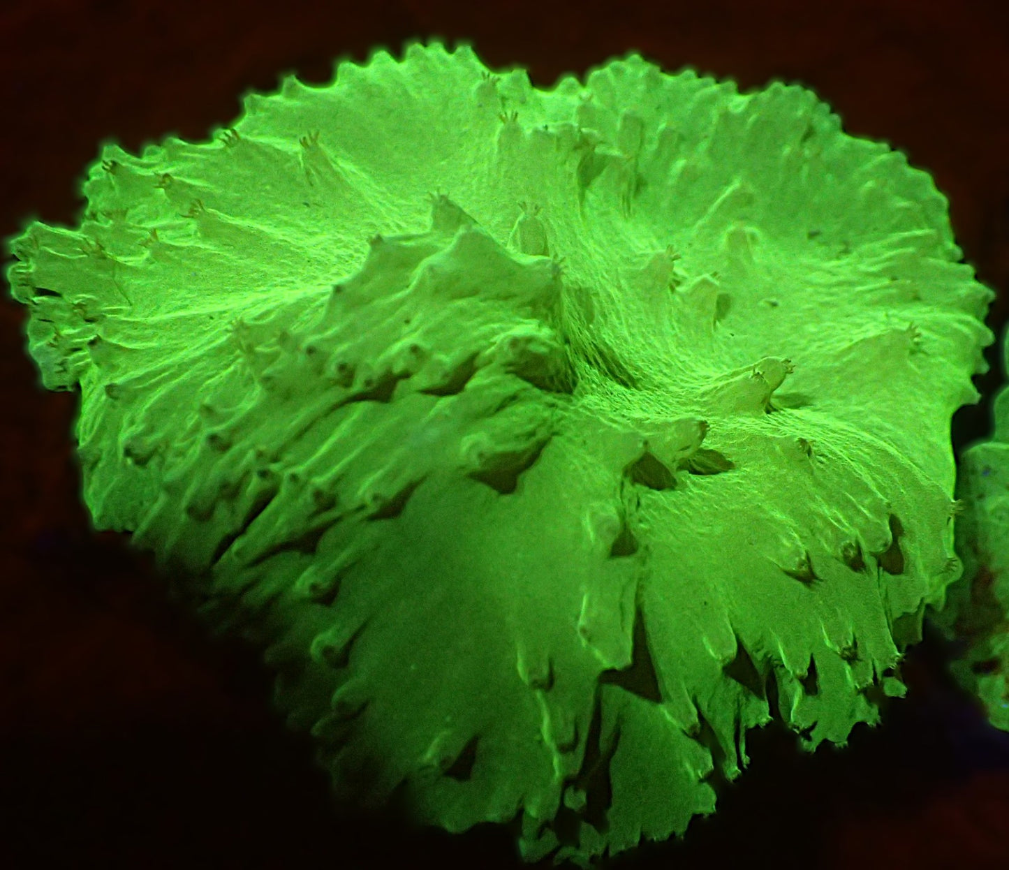 Ultra neon Cabbage