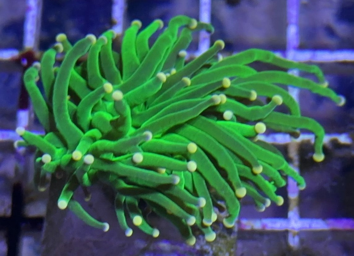 Yellow Tip Green Torch