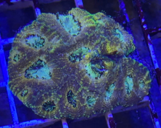 Gold Acan Echinata