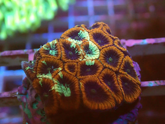Ultra spatter war coral