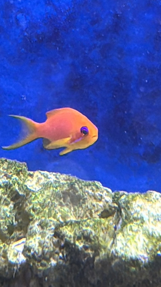 Lyretail anthias